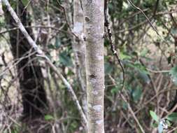 Image of Denhamia bilocularis (F. Müll.) M. P. Simmons