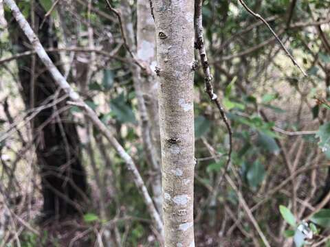 Imagem de Denhamia bilocularis (F. Müll.) M. P. Simmons