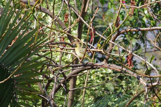 Image of African Masked Weaver