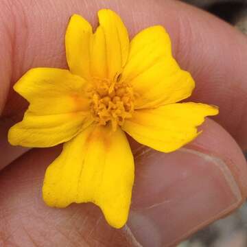 Tagetes linifolia Seaton resmi