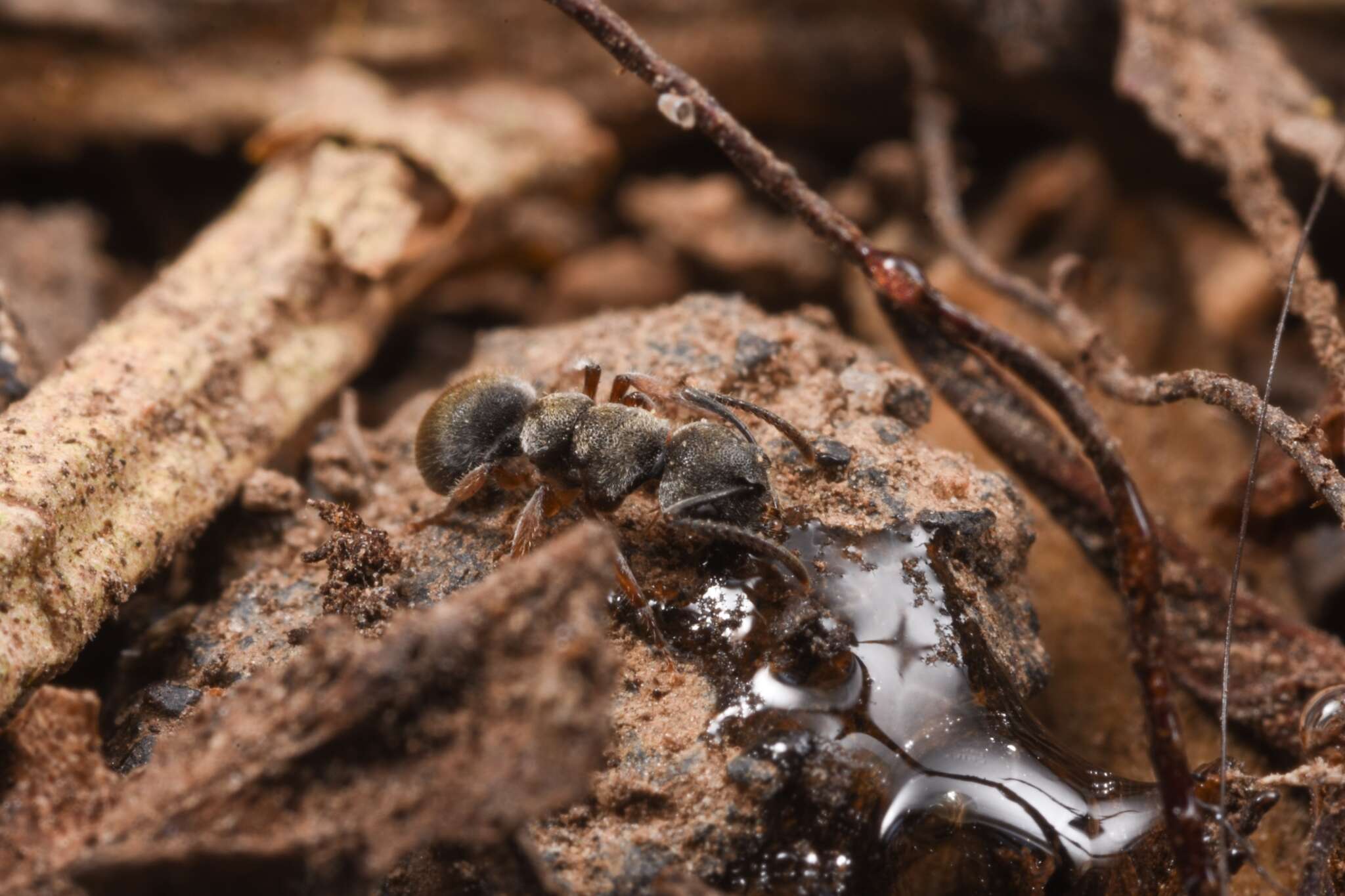 Слика од Echinopla australis Forel 1901