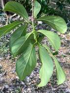 Image de Cordia collococca L.