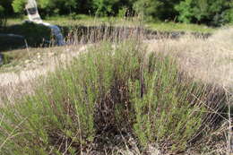 صورة Artemisia salsoloides Willd.