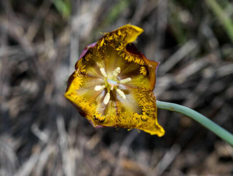 Image of Calochortus barbatus (Kunth) Painter