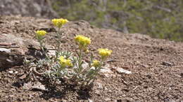 Image of Mountain Alyssum