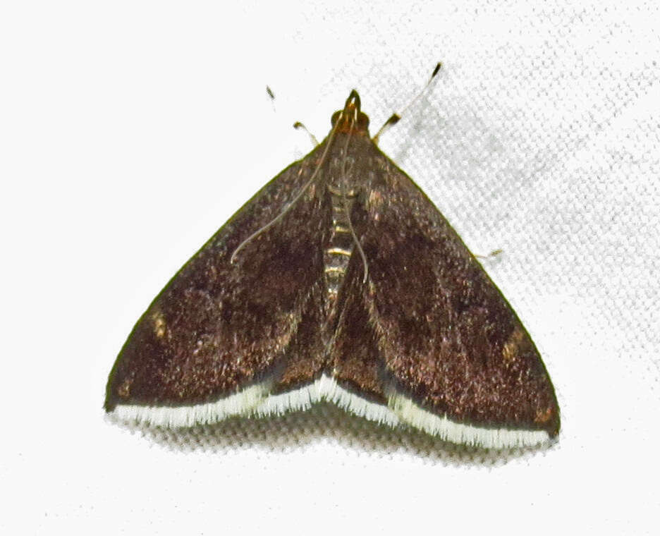 Image of White-fringed Pyrausta Moth