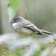 Image of White-throated Tyrannulet