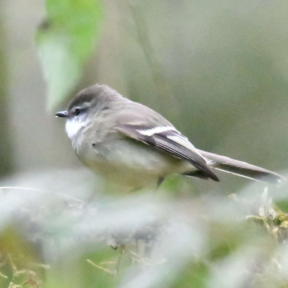 Image of White-throated Tyrannulet