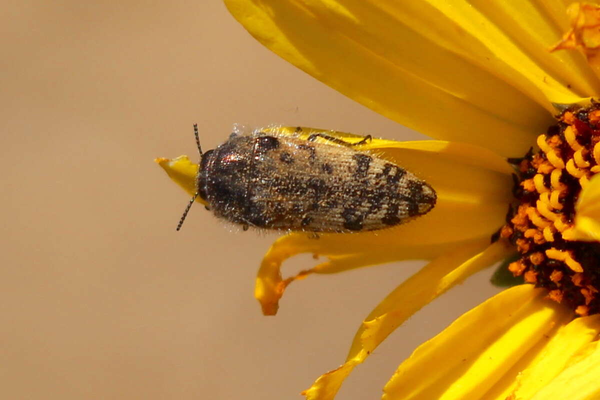 Imagem de Acmaeodera hepburnii Le Conte 1860