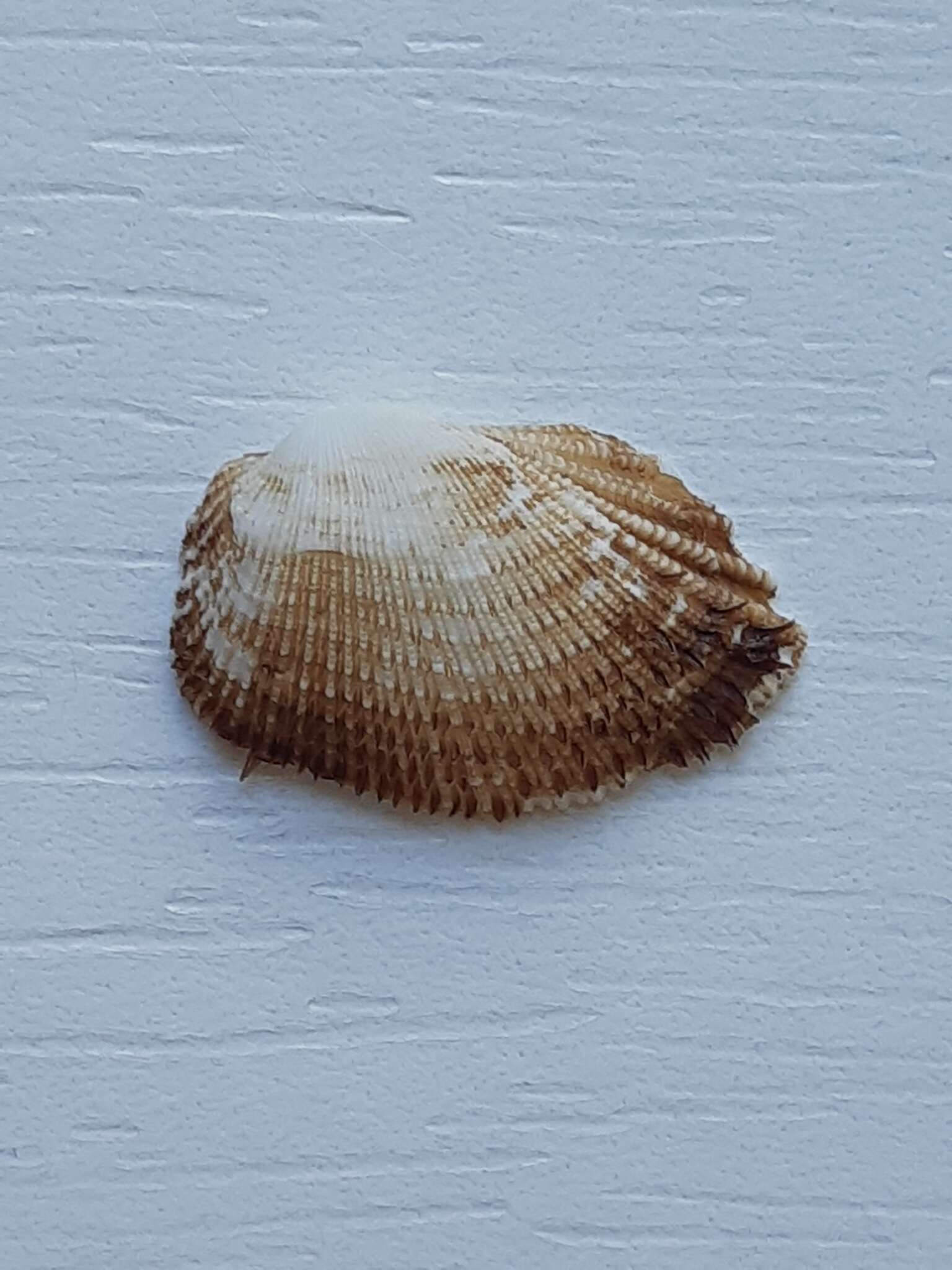 Image of white-beard ark shell