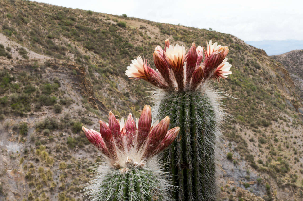 Imagem de Echinopsis tarijensis subsp. bertramiana (Backeb.) M. Lowry