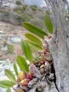 Imagem de Bulbophyllum baronii Ridl.