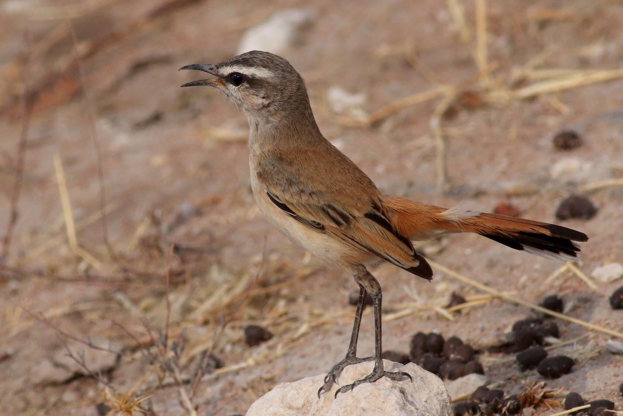 Image of Kalahari Scrub Robin