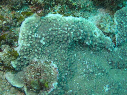 Image of starflower coral