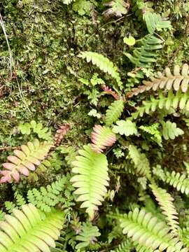 Image of Struthiopteris amabilis (Mak.) Ching