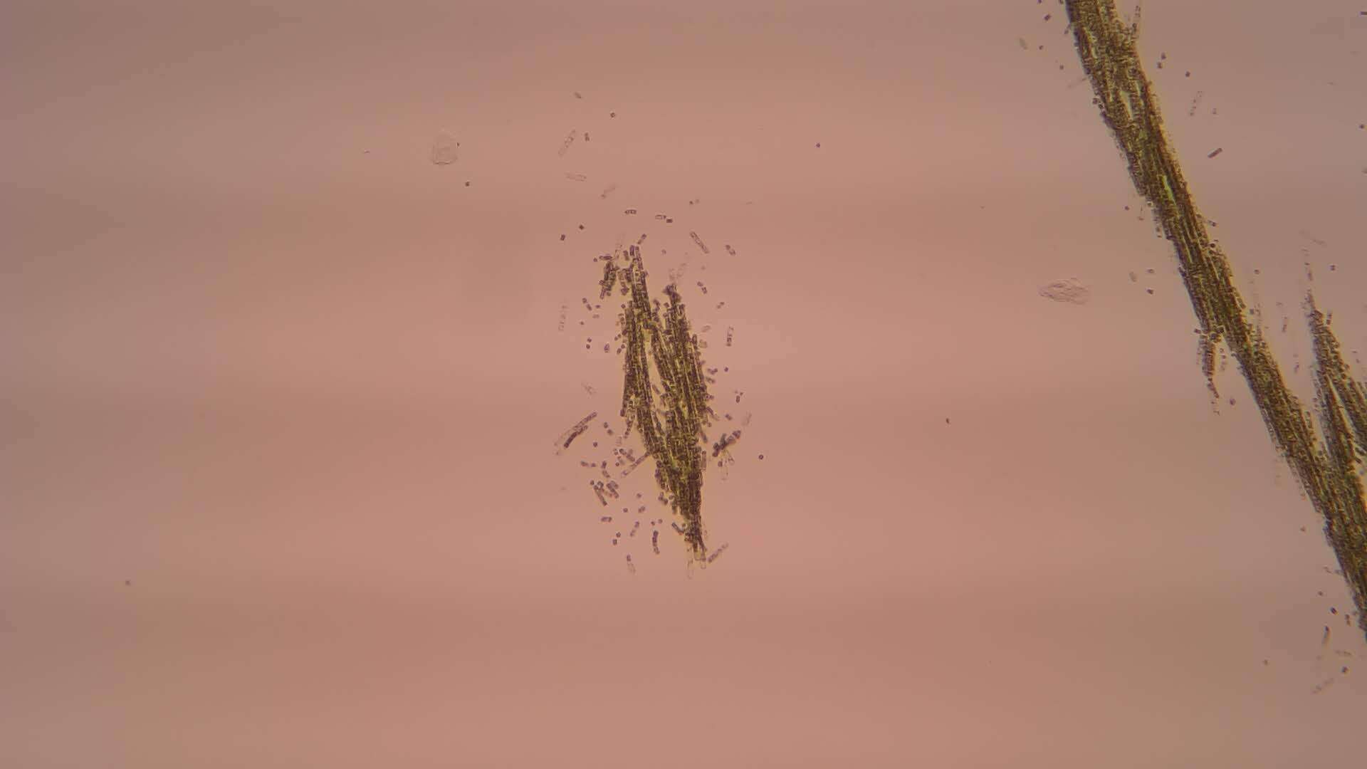 Image of Aphanizomenon flos-aquae