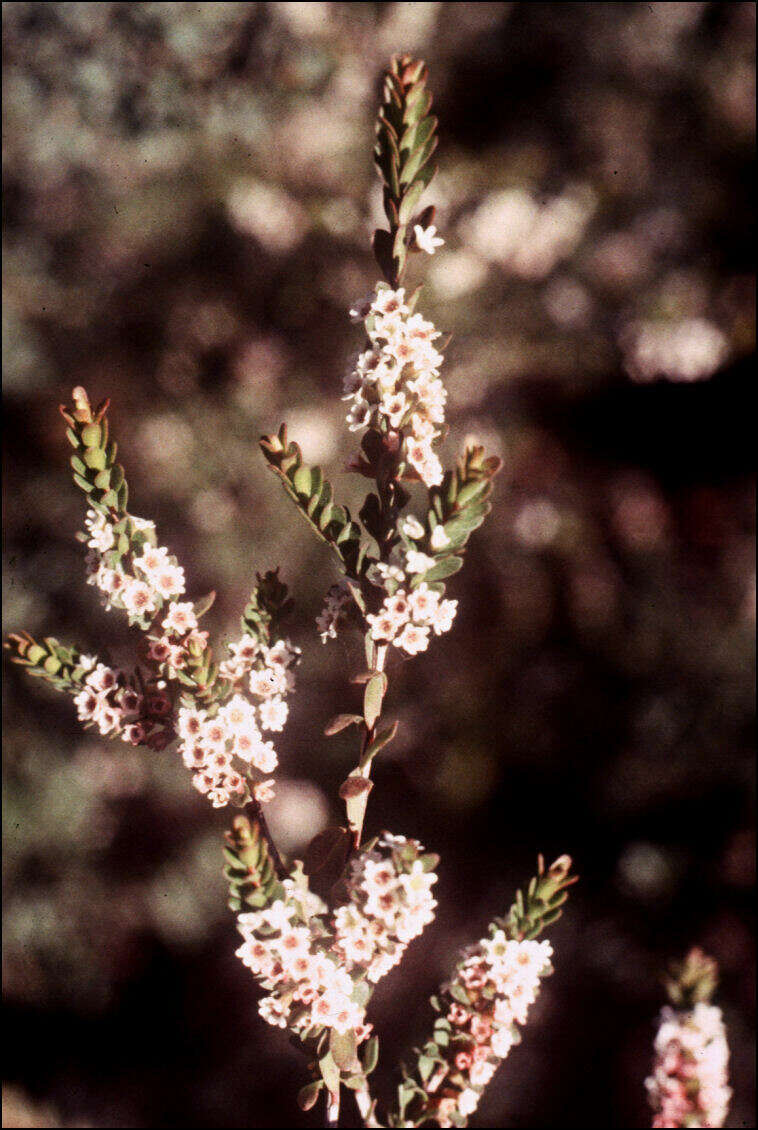 Thryptomene micrantha Hook. fil.的圖片