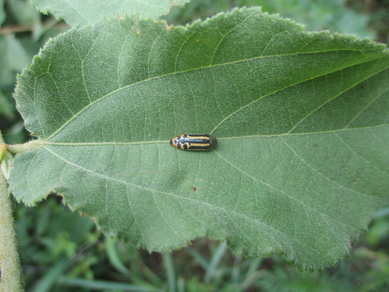 Image of Acmaeodera grata Fåhraeus ex Boheman 1851