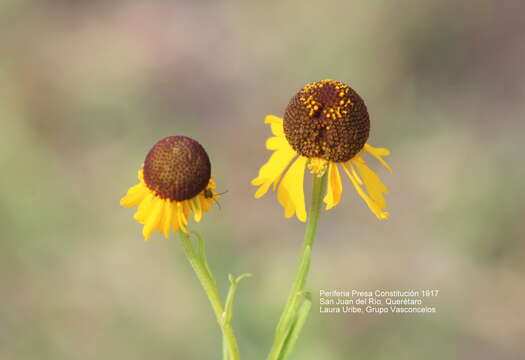 Image of Helenium mexicanum Kunth