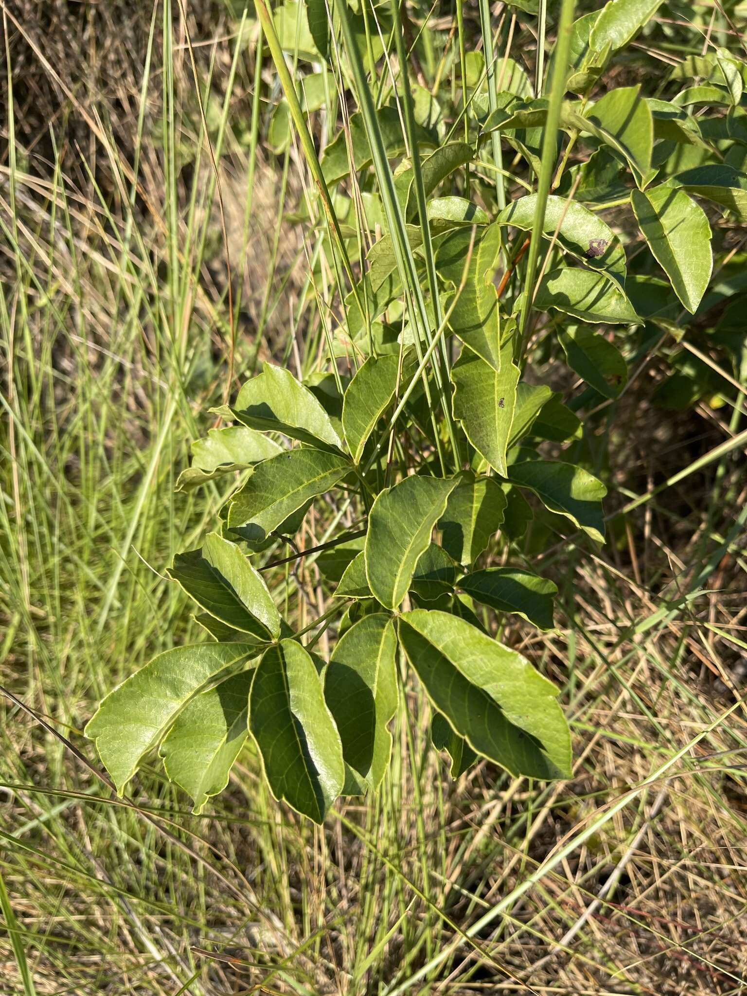 Image de Searsia carnosula (Schönland) Moffett