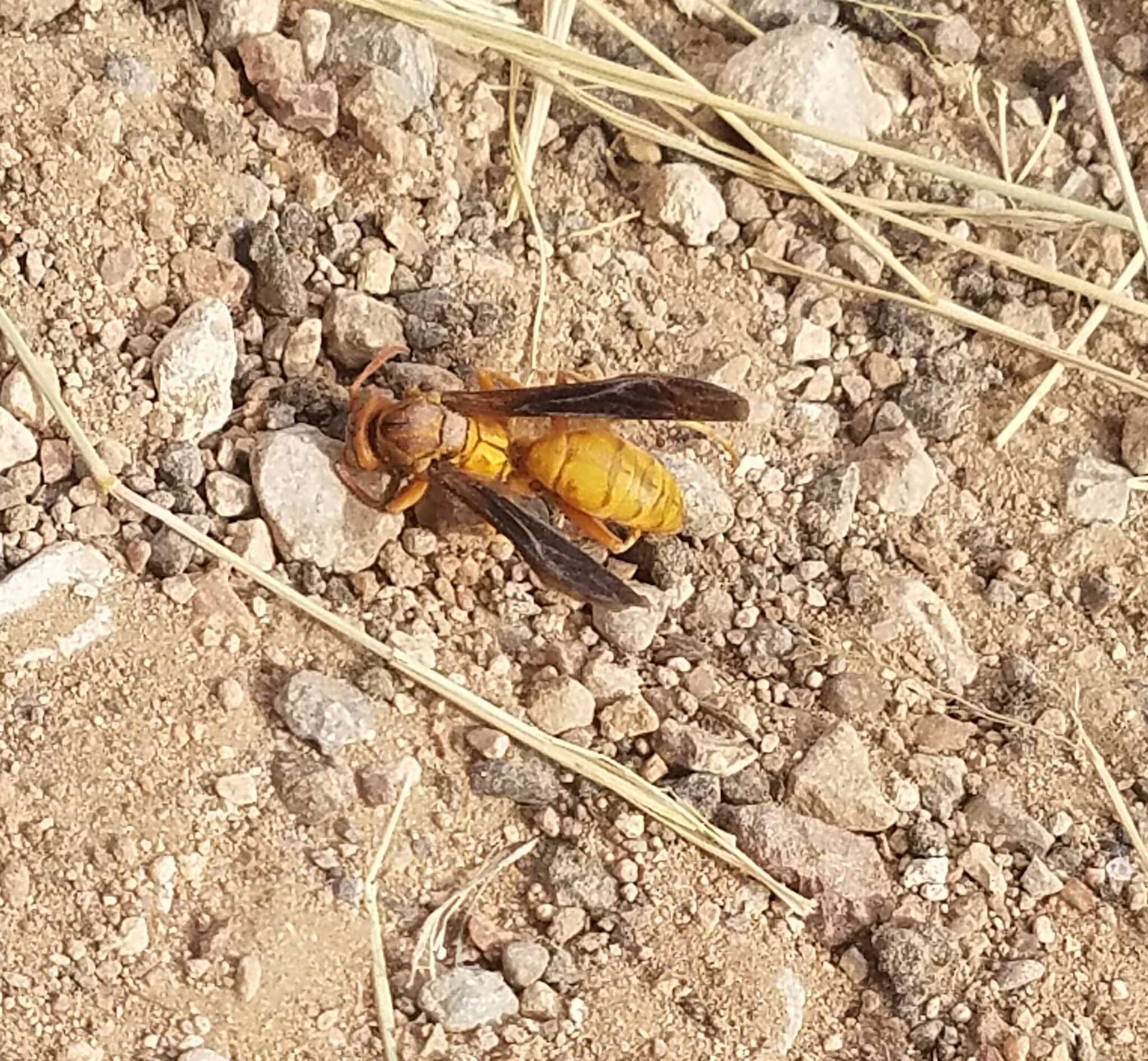 Слика од Polistes flavus Cresson 1868