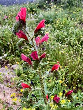 Image of Cretan viper's bugloss