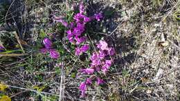 Plancia ëd Oxytropis triphylla (Pall.) Pers.