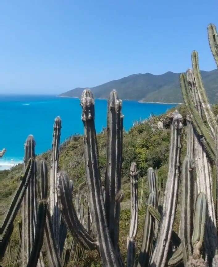 Imagem de Pilosocereus ulei (K. Schum.) Byles & G. D. Rowley