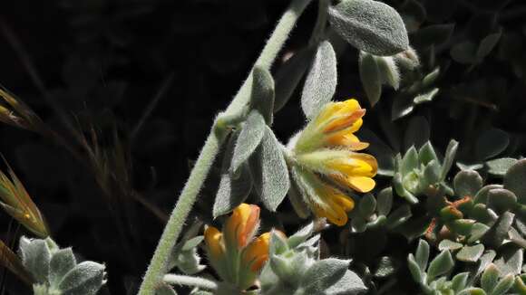 <i>Acmispon argophyllus</i>的圖片