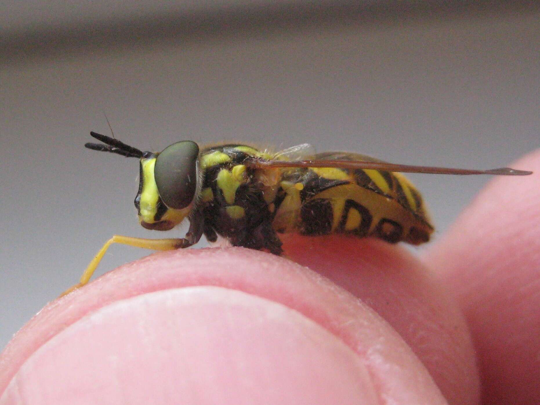 Image of Chrysotoxum pubescens Loew 1864