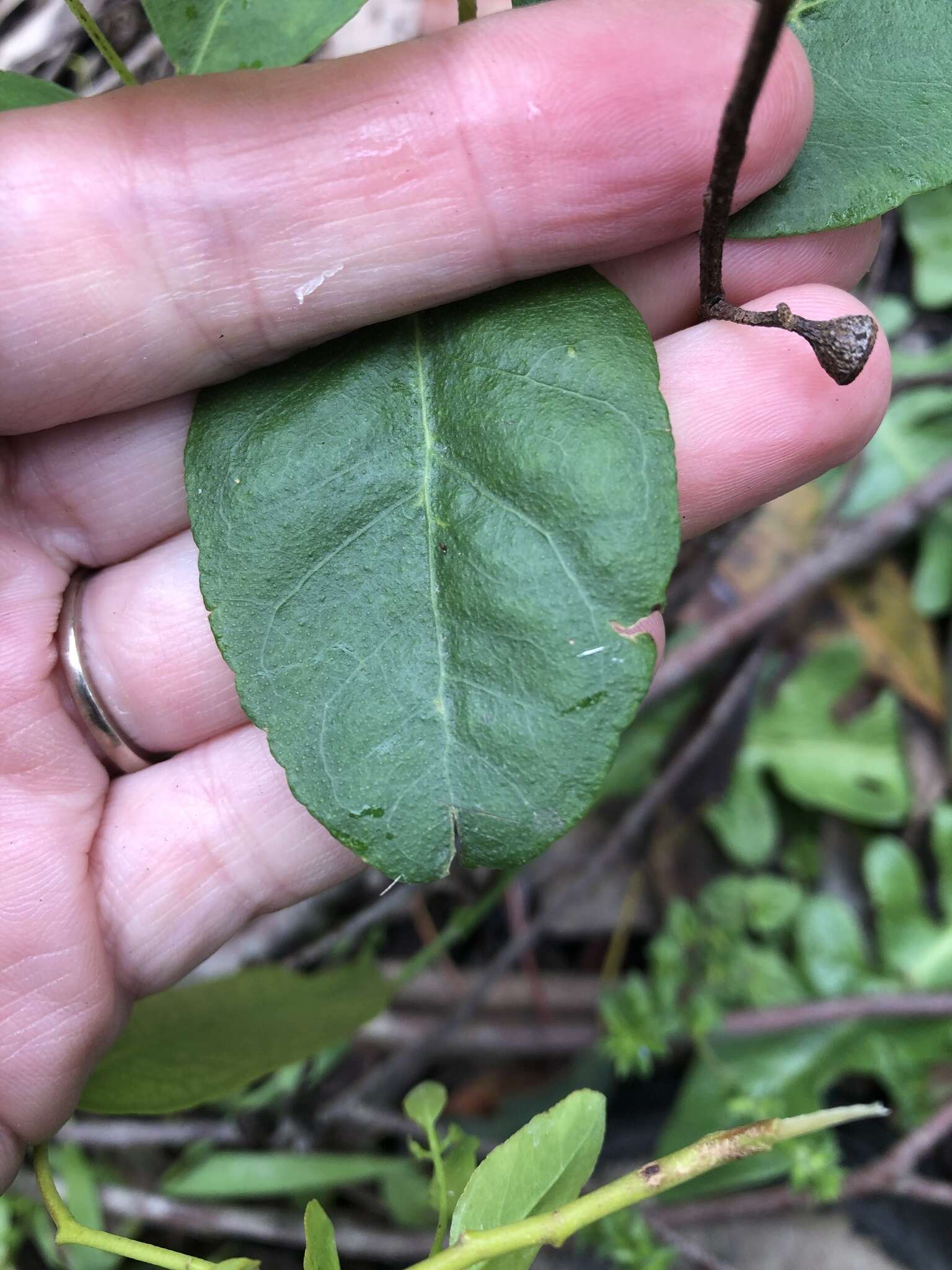 Imagem de Eucalyptus strzeleckii K. Rule