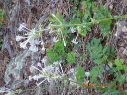 Image of scarlet gilia