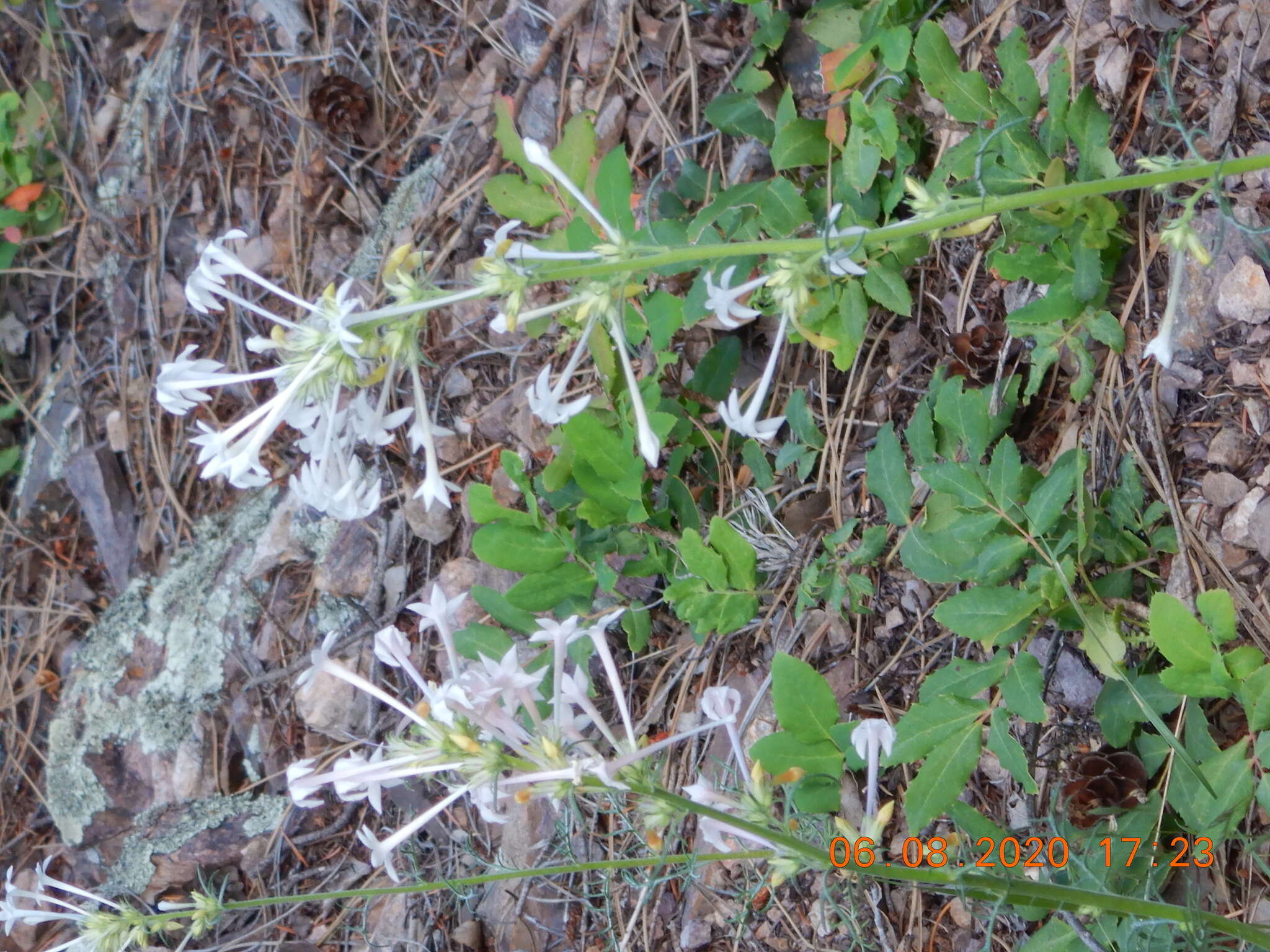 Image of scarlet gilia