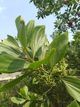 Image of Black wattle