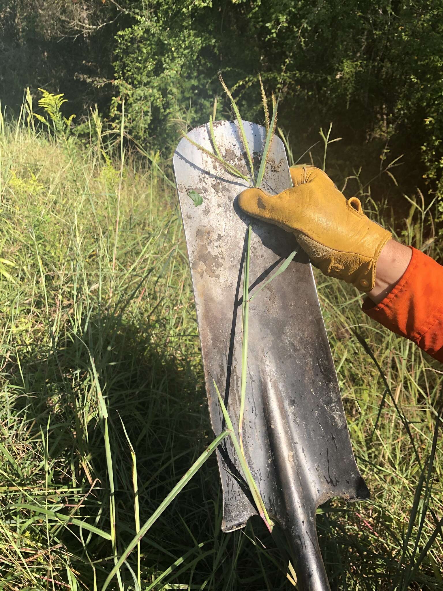 Image of Angleton bluestem