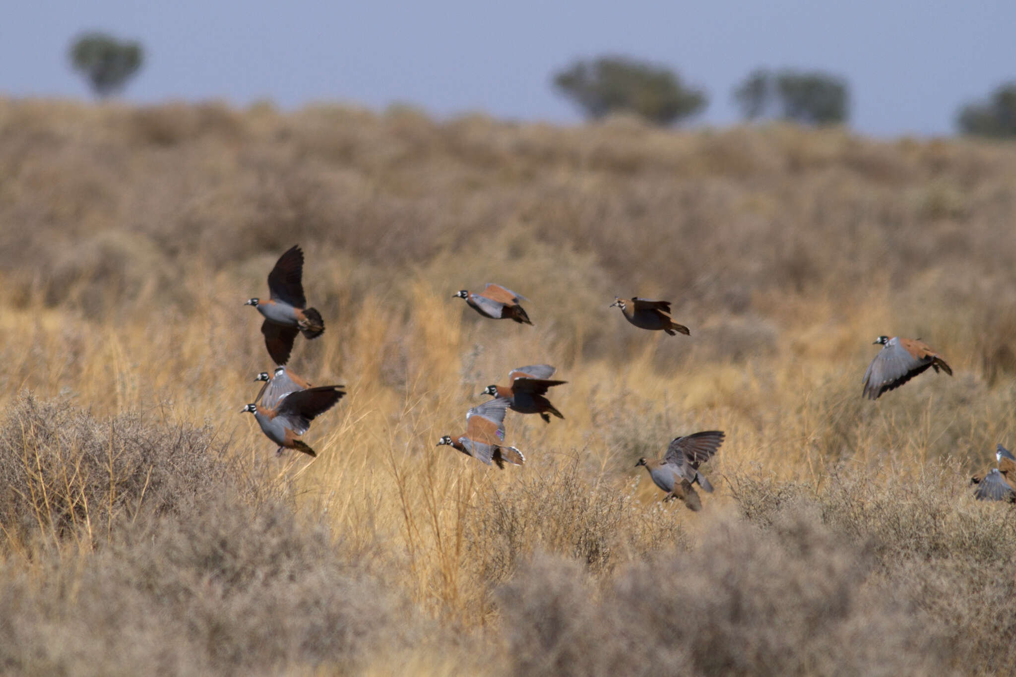 Image of Flock Bronzewing