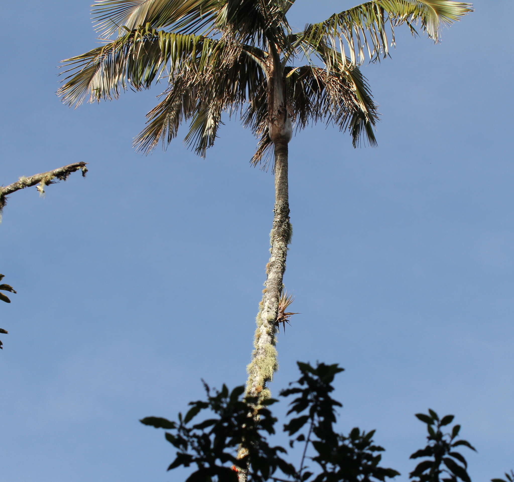 Ceroxylon ceriferum (H. Karst.) Pittier resmi