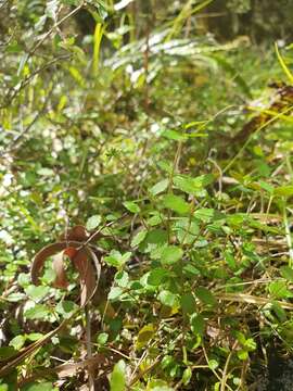 Image of Gonocarpus aggregatus (Buchanan) Orchard