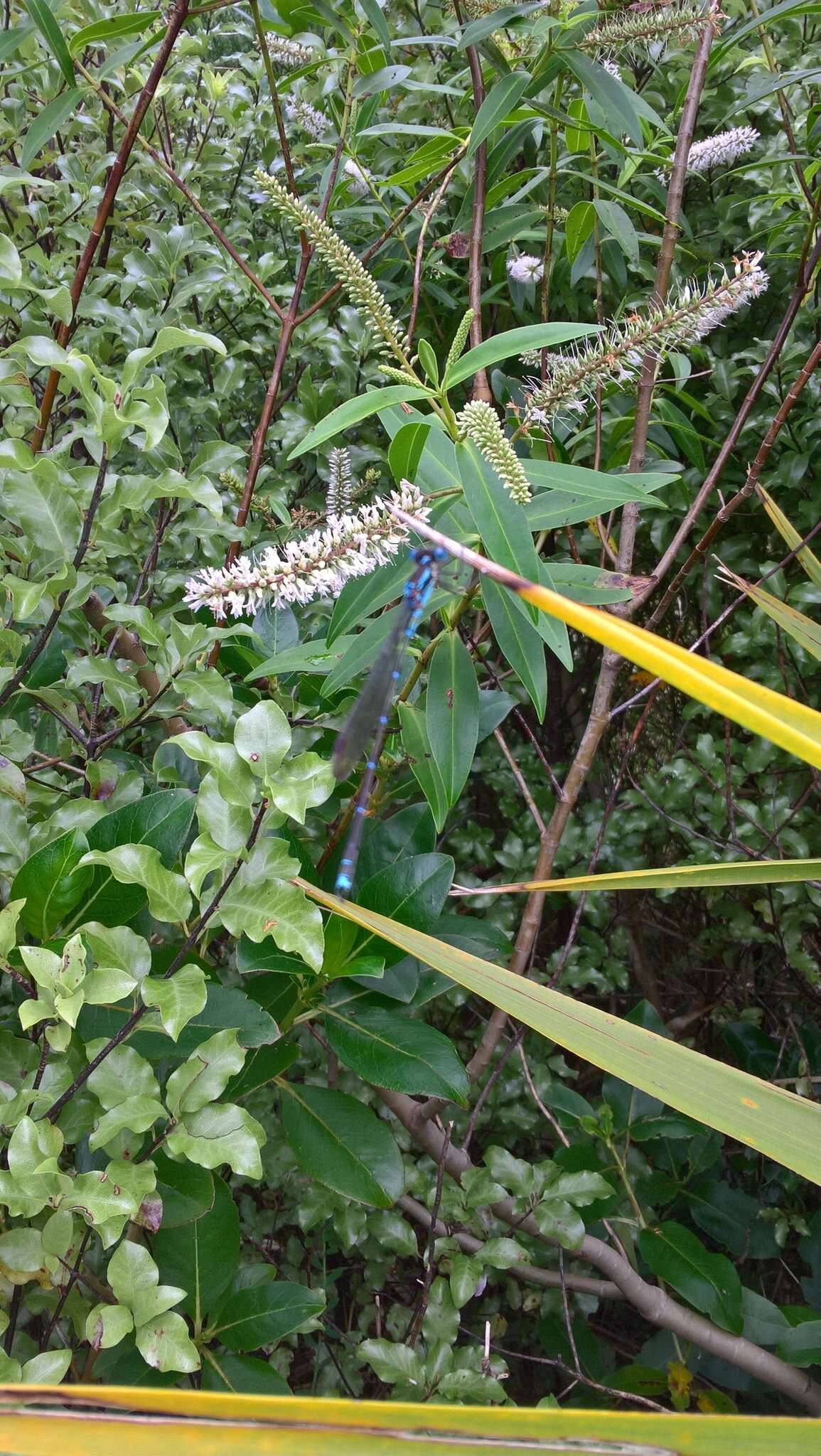 Image of Blue Damselfly