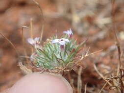 Image of Tehama pincushionplant