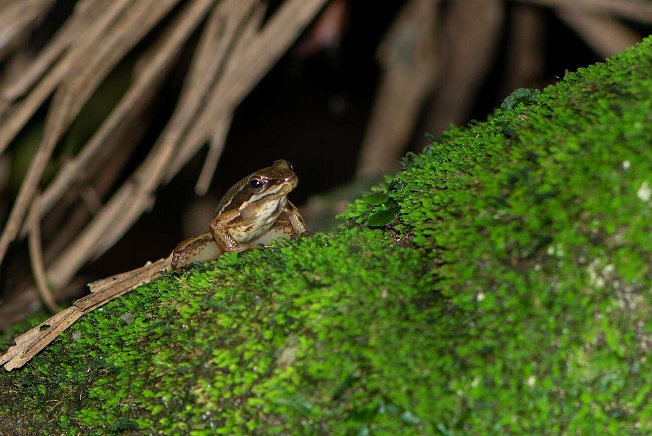 Image of Hylodes caete Malagoli, de Sá, Canedo & Haddad 2017