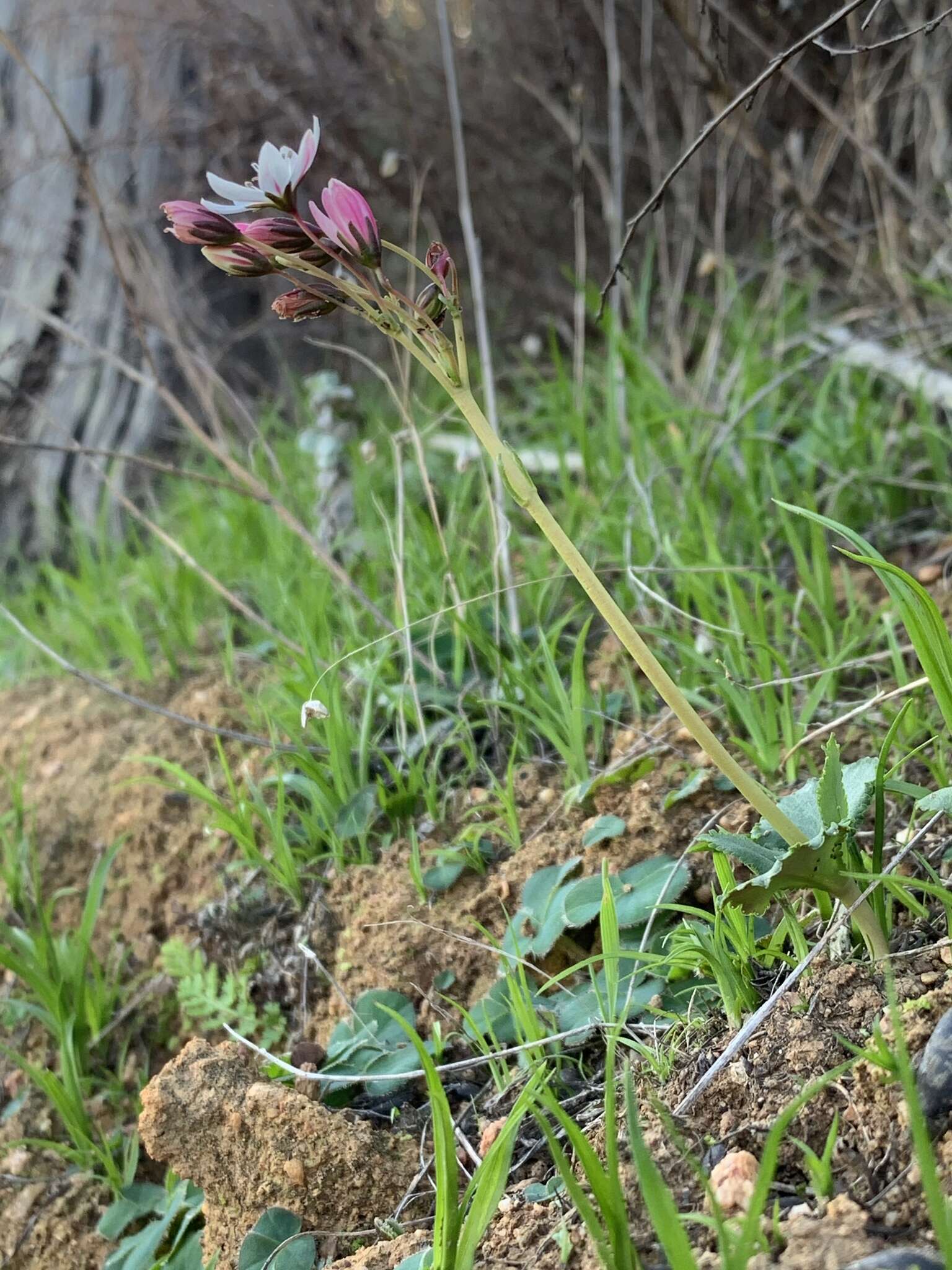 Image of Crassula capensis (L.) Baill.