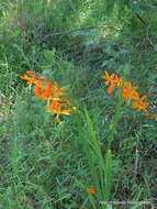 صورة Crocosmia aurea subsp. aurea