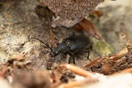 Imagem de Stictoleptura scutellata (Fabricius 1781)