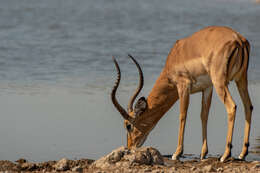 Image of Black-faced Impala