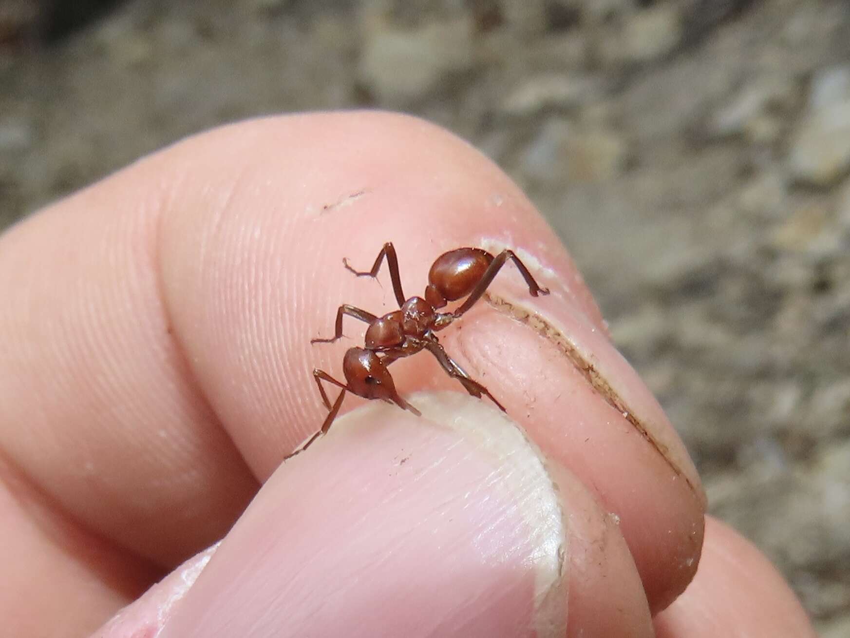 Image of Slave-making ant