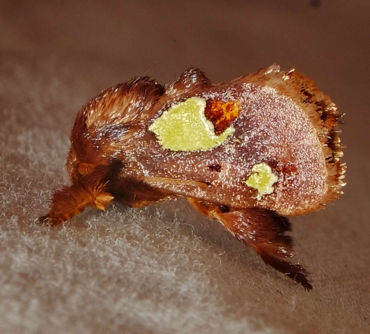 Image of Nanina Oak-Slug Moth