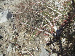 Image of Hall's shrubby-spurge