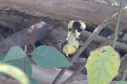 Image of Lesser Wagtail-Tyrant