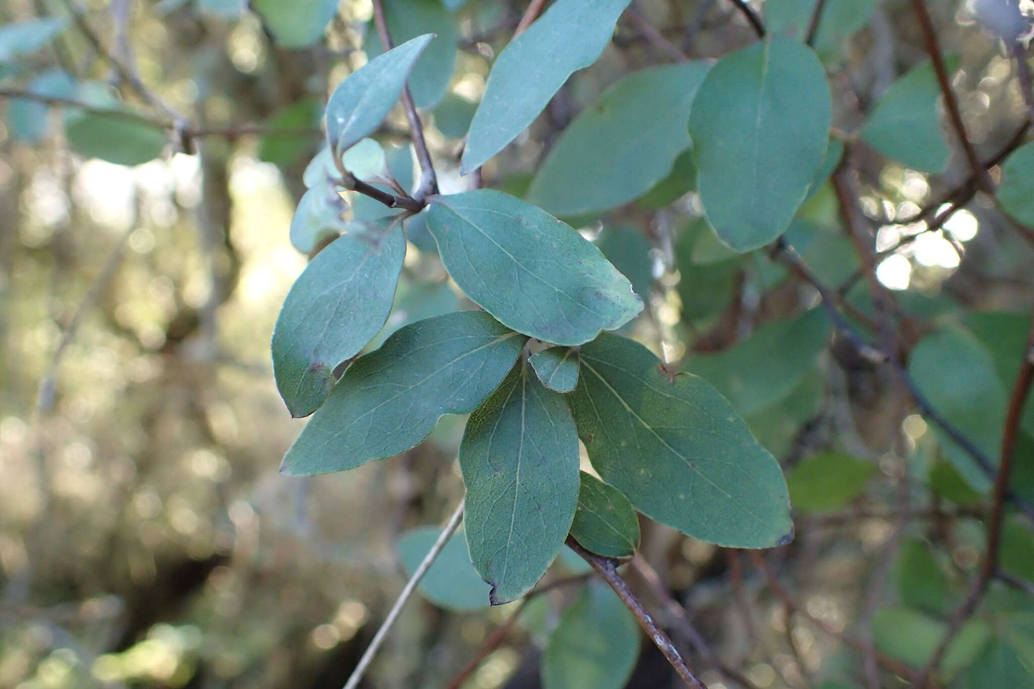 Image of Fragrant tree daisy